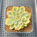 Echeveria Pulidonis Variegated 2" Succulent Plant Cutting