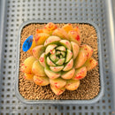 Echeveria 'Superlina' 2" Hand-Selected Air Magic Hybrid Succulent Plant Cutting