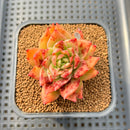 Echeveria 'Superlina' 2" Hand-Selected Air Magic Hybrid Succulent Plant Cutting
