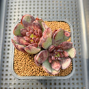 Echeveria 'Blood Mir' 2"-3" Hand-Selected New Air Magic Hybrid Succulent Plant Cutting