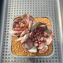 Echeveria 'Blood Mir' 2"-3" Hand-Selected New Air Magic Hybrid Succulent Plant Cutting