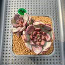 Echeveria 'Blood Mir' 2"-3" Hand-Selected New Air Magic Hybrid Succulent Plant Cutting