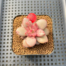 Graptoveria 'Miguem' 2" Hand-Selected Air Magic Hybrid Succulent Plant Cutting