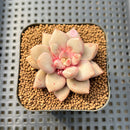 Graptoveria 'Miguem' 2" Hand-Selected Air Magic Hybrid Succulent Plant Cutting