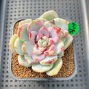 Echeveria sp. 2" Hand-Selected Air Magic Hybrid Succulent Plant Cutting