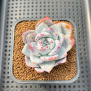 Echeveria sp. 2" Hand-Selected Air Magic Hybrid Succulent Plant Cutting