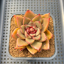 Echeveria 'Red Cocomo' 2" Hand-Selected Air Magic Hybrid Succulent Plant Cutting