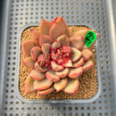 Echeveria 'Red Cocomo' 2" Hand-Selected Air Magic Hybrid Succulent Plant Cutting