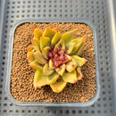 Echeveria 'Red Cocomo' 2" Hand-Selected Air Magic Hybrid Succulent Plant Cutting
