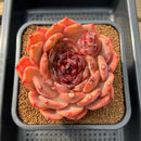 Echeveria 'First Honey' 5" Large Succulent Plant Cutting