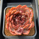 Echeveria 'First Honey' 5" Large Succulent Plant Cutting