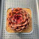 Echeveria 'Crown' 3" Succulent Plant Cutting