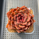Echeveria 'Crown' 3" Succulent Plant Cutting