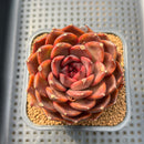 Echeveria 'Crown' 3" Succulent Plant Cutting