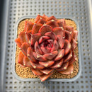 Echeveria 'Crown' 3" Succulent Plant Cutting