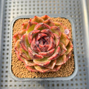 Echeveria 'Mysterious Wine' 3" Succulent Plant Cutting