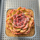 Echeveria 'Mysterious Wine' 3" Succulent Plant Cutting