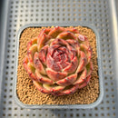 Echeveria 'Mysterious Wine' 3" Succulent Plant Cutting