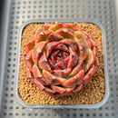 Echeveria 'Mysterious Wine' 3" Succulent Plant Cutting