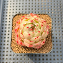 Echeveria 'Phoenix Fire' 2" Succulent Plant Cutting