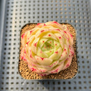 Echeveria 'Phoenix Fire' 2" Succulent Plant Cutting