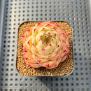 Echeveria 'Phoenix Fire' 2" Succulent Plant Cutting