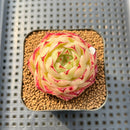 Echeveria 'Phoenix Fire' 2" Succulent Plant Cutting