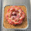 Echeveria 'Black Waterfall' 2" Succulent Plant Cutting