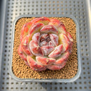 Echeveria 'Black Waterfall' 2" Succulent Plant Cutting