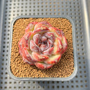 Echeveria 'Black Waterfall' 2" Succulent Plant Cutting