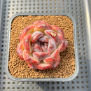 Echeveria 'Black Waterfall' 2" Succulent Plant Cutting