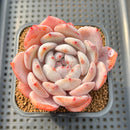 Echeveria 'Orange Monroe' 3" Succulent Plant Cutting