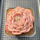 Echeveria 'Hyalina' Hybrid Seed-Grown 3" Flower Village Hybrid Succulent Plant Cutting