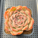 Echeveria 'Hyalina' Hybrid Seed-Grown 3" Flower Village Hybrid Succulent Plant Cutting