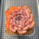 Echeveria 'Charming Stone' 3" Succulent Plant Cutting