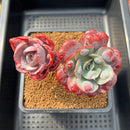 Echeveria 'Beyonce' Variegated 4" Succulent Plant Cutting