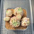 Echeveria 'Globulosa' 3"-4" Cluster Succulent Plant Cutting