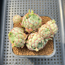Echeveria 'Globulosa' 3"-4" Cluster Succulent Plant Cutting