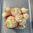 Echeveria 'Globulosa' 3"-4" Cluster Succulent Plant Cutting