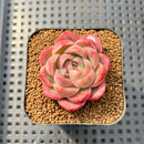 Echeveria 'Deli Cookie' 1"-2" Succulent Plant Cutting