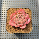 Echeveria 'Deli Cookie' 1"-2" Succulent Plant Cutting