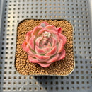 Echeveria 'Deli Cookie' 1"-2" Succulent Plant Cutting