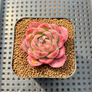Echeveria 'Deli Cookie' 1"-2" Succulent Plant Cutting