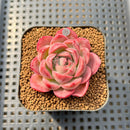 Echeveria 'Deli Cookie' 1"-2" Succulent Plant Cutting