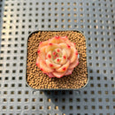 Echeveria 'Diamond Dragon' 1" Succulent Plant Cutting