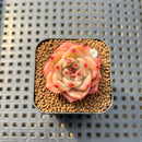 Echeveria 'Diamond Dragon' 1" Succulent Plant Cutting