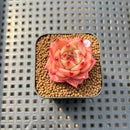 Echeveria 'Diamond Dragon' 1" Succulent Plant Cutting