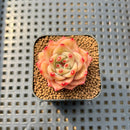 Echeveria 'Diamond Dragon' 1" Succulent Plant Cutting