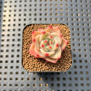 Echeveria 'Diamond Dragon' 1" Succulent Plant Cutting