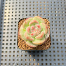 Echeveria sp. 1" Succulent Plant Cutting